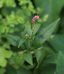 Persicaria maculosa