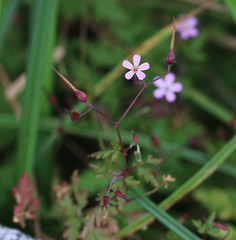 Geranium robertianum