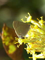 Allosmaitia strophius