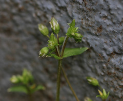 Stellaria media