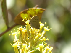 Allosmaitia strophius