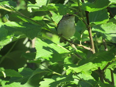 Acrocephalus palustris