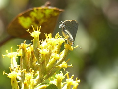 Allosmaitia strophius