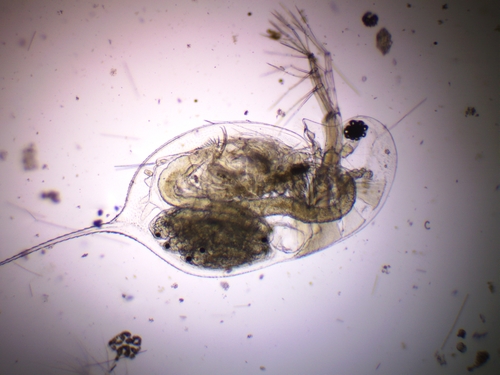 Daphnia galeata