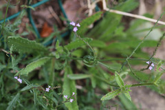 Verbena officinalis