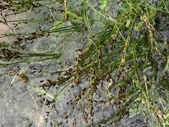 Juncus compressus