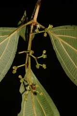 Miconia albertobrenesii