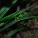 Carex digitalis - Photo (c) Zihao Wang, algunos derechos reservados (CC BY), uploaded by Zihao Wang