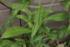 Helminthotheca echioides