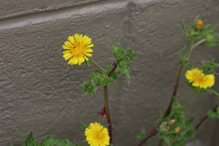 Helminthotheca echioides