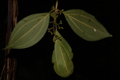 Miconia albertobrenesii
