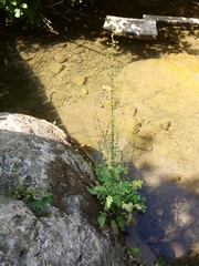 Verbascum heterophyllum