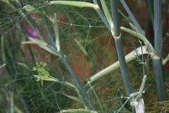 Foeniculum vulgare