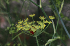 Foeniculum vulgare