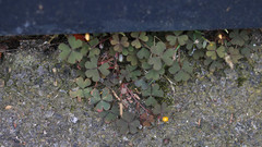 Oxalis corniculata