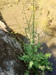 Verbascum heterophyllum
