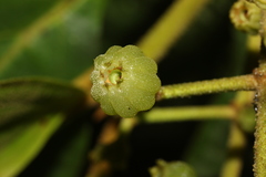 Miconia albertobrenesii