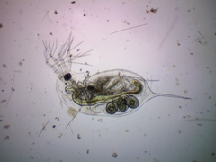 Daphnia galeata