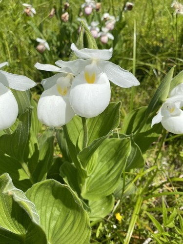 Showy lady slipper (Cypripedium reginae)