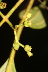 Miconia albertobrenesii