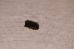 Lichenophanes bicornis