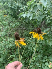 Rudbeckia texana
