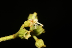 Miconia albertobrenesii