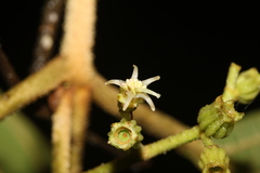 Miconia albertobrenesii