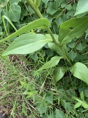 Rudbeckia texana