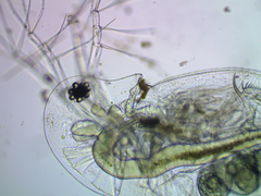 Daphnia galeata