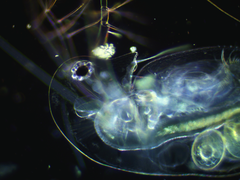 Daphnia galeata
