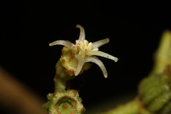 Miconia albertobrenesii