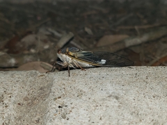 Diceroprocta cinctifera