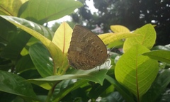 Arhopala centaurus nakula