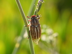 Anoxia australis