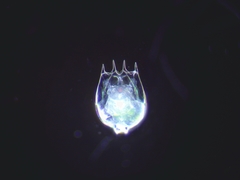 Brachionus calyciflorus