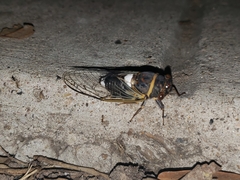 Diceroprocta cinctifera