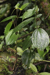Miconia biolleyana