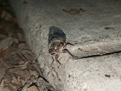 Diceroprocta cinctifera