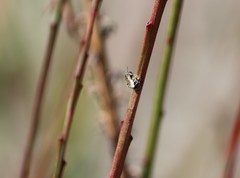 Halictus tripartitus