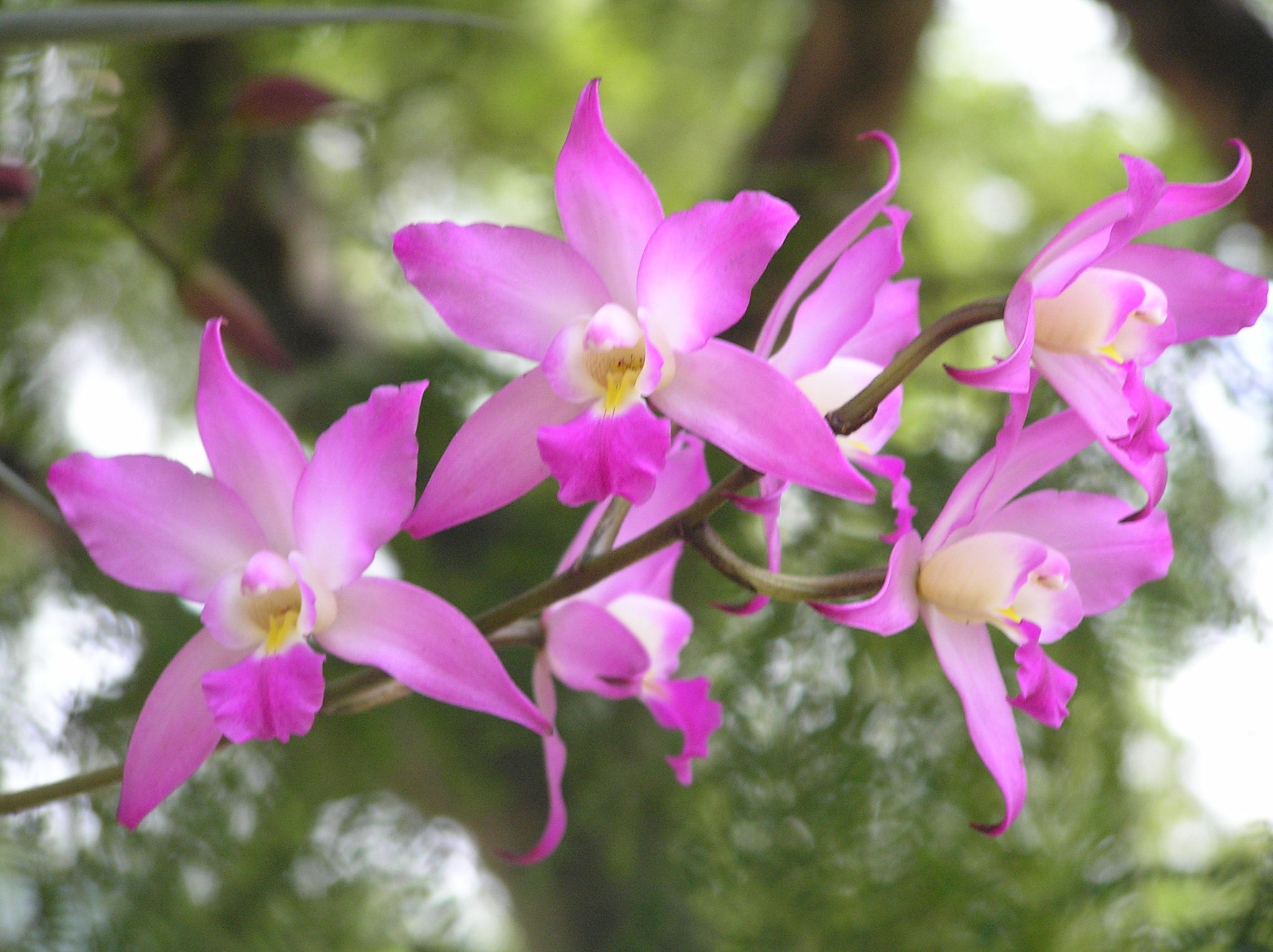 Flor de Muerto (Laelia autumnalis) · NaturaLista Colombia