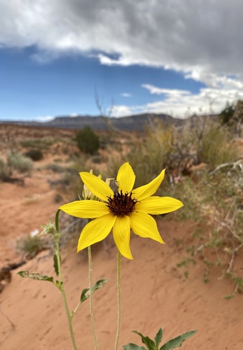 Western Sunflower (Helianthus anomalus)
