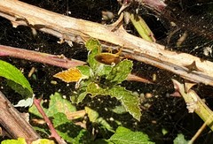 Peribalus strictus strictus