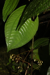 Miconia biolleyana