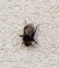 Bombus