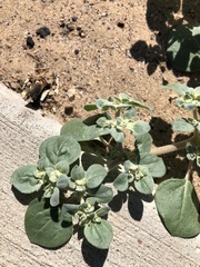 Tidestromia lanuginosa