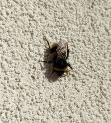 Bombus