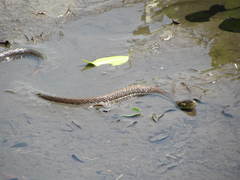 Thamnophis eques scotti