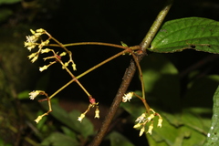 Miconia biolleyana