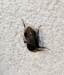 Bombus